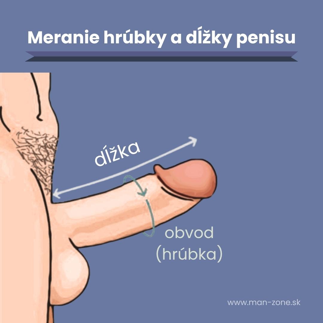 ilustracia-zobrazuje-ako-sa-spravne-meria-dlzka-a-obvod-penisu-pocas-erekcie-so-sipkami-a-popismi