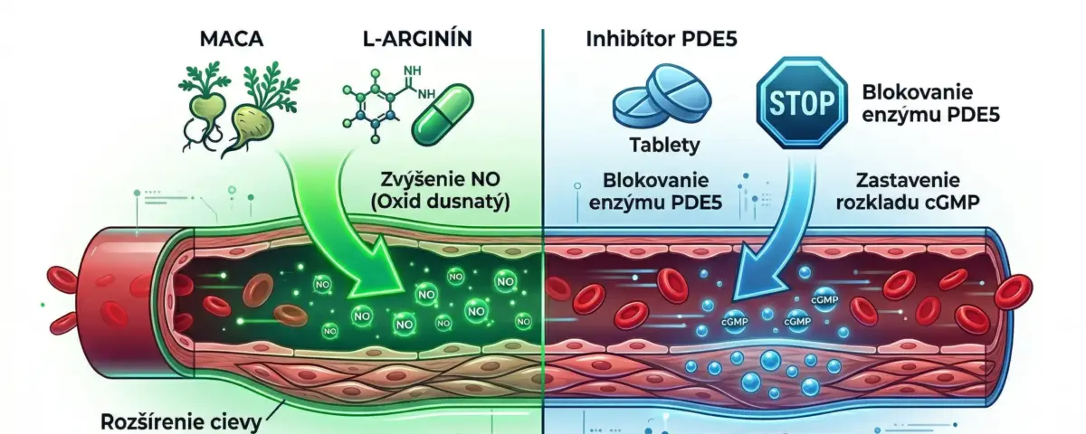 schema-posobenia-prirodne-doplnky-na-erekciu-a-liekov-na-erekciu-v-cieve