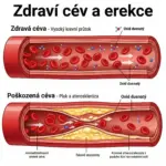 ako-funguje-sildenafil-a-tadalafil-v-cievach